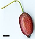 SpeciesSub: var. purpurea